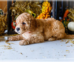 Small #8 Goldendoodle-Poodle (Miniature) Mix