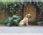 Small Photo #6 Boerboel Puppy For Sale in LOS GATOS, CA, USA