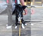 Winston - Male Mutt Dog for Adoption - Small photo