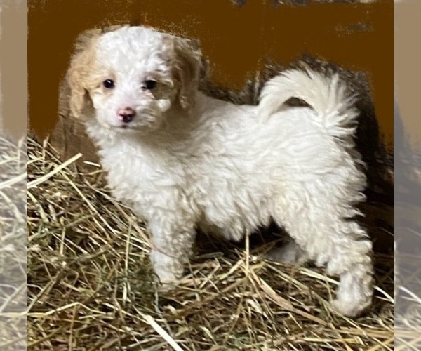 Medium Photo #1 Goldendoodle mix (+ Poodle Miniature) Puppy For Sale in CRANSTON, RI, USA
