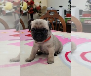 Pug Puppy for sale in BRANDON, FL, USA