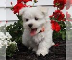 Small #1 Maltese