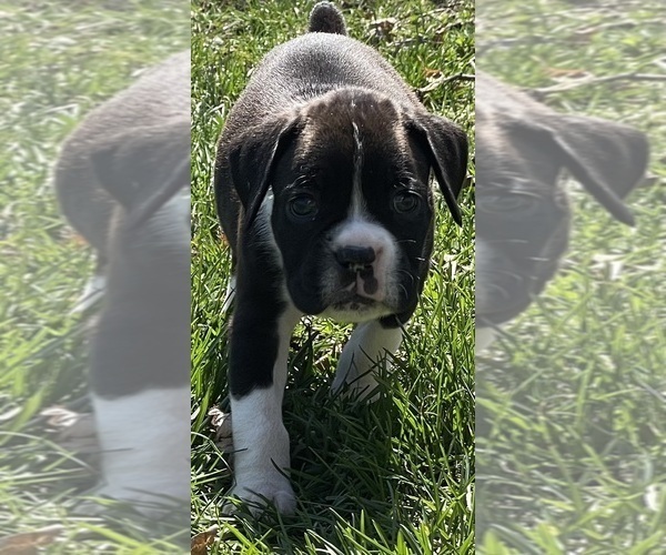 Medium Photo #3 Boxer Puppy For Sale in CHATFIELD, MN, USA