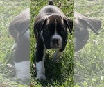 Small Photo #3 Boxer Puppy For Sale in CHATFIELD, MN, USA