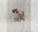 Puppy 2 Beagle-Chihuahua Mix
