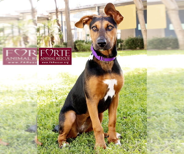 Medium Photo #7 Doberman Pinscher-German Pinscher Mix Puppy For Sale in Marina del Rey, CA, USA
