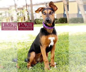 Bolda - Female Doberman Pinscher-German Pinscher Mix Dog for Adoption - Photo #7