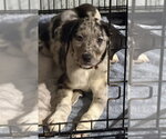 Small #1 Catahoula Leopard Dog-Labrador Retriever Mix