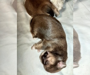 Medium Shih Tzu
