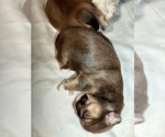 Puppy Cocoa Shih Tzu