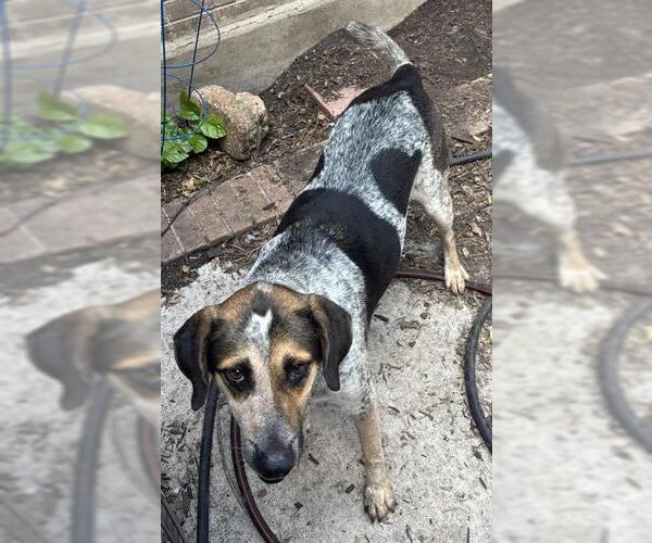 Medium Photo #3 Mutt Puppy For Sale in San Antonio, TX, USA