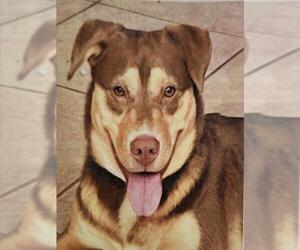 Border Collie-Siberian Husky Mix Dogs for adoption in Temple, TX, USA
