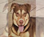 TRIXIE - Female Border Collie-Siberian Husky Mix Dog for Adoption - Small photo