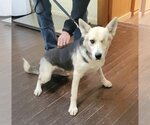 Small #2 German Shepherd Dog Mix