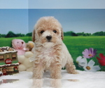 Small Photo #3 Poodle (Toy) Puppy For Sale in LOS ANGELES, CA, USA