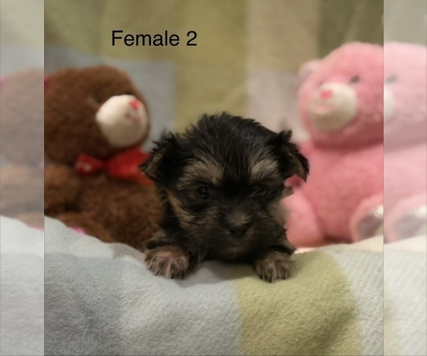 Medium Photo #2 Morkie Puppy For Sale in GUTHRIE, KY, USA