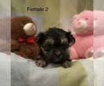 Small #1 Morkie