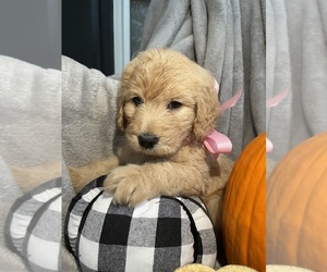 Goldendoodle Puppy for Sale in ARAB, Alabama USA