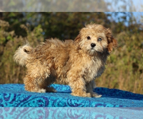 Medium Photo #32 ShihPoo Puppy For Sale in DYERSBURG, TN, USA