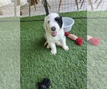 Puppy Fleury Sheepadoodle