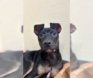 Beagle-Unknown Mix Dogs for adoption in Jefferson, NJ, USA