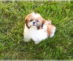 Small #4 Shih Tzu
