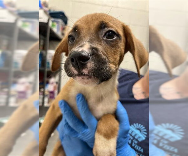 Medium Photo #1 Boxer-Unknown Mix Puppy For Sale in Chula Vista, CA, USA