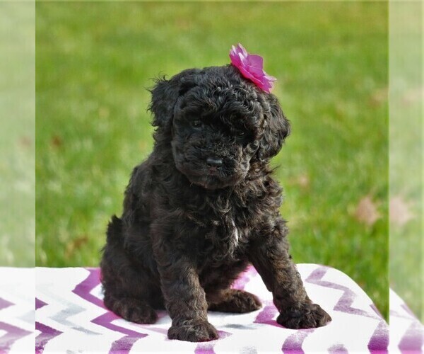 Medium Photo #1 Poodle (Miniature) Puppy For Sale in EAST EARL, PA, USA
