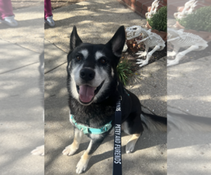 JOSH - Male Siberian Husky-Unknown Mix Dog for Adoption - Photo #3