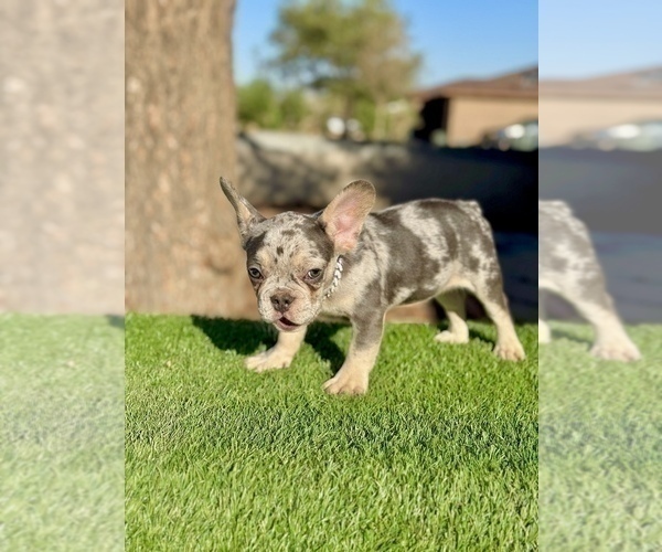 Medium Photo #8 French Bulldog Puppy For Sale in KANSAS CITY, MO, USA