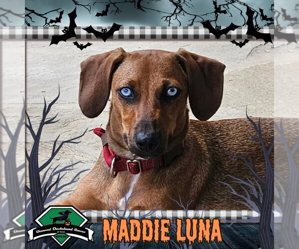 Medium Photo #1 Dachshund Puppy For Sale in San Antonio, TX, USA