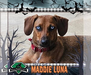 Dachshund Dogs for adoption in San Antonio, TX, USA
