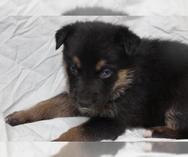 Medium Photo #1 Labrador Retriever-Unknown Mix Puppy For Sale in Thief River Falls, MN, USA