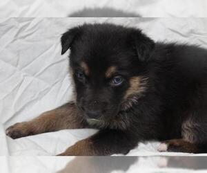 Labrador Retriever-Unknown Mix Dogs for adoption in Thief River Falls, MN, USA