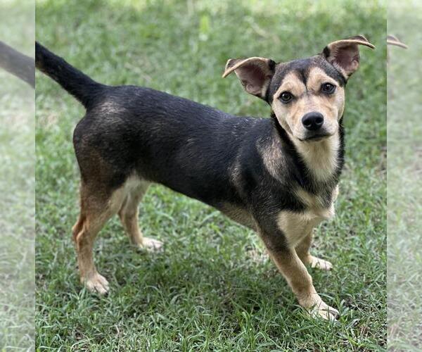 Medium Photo #3 Dachshund-Unknown Mix Puppy For Sale in Yardley, PA, USA