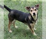 Small #2 Dachshund Mix