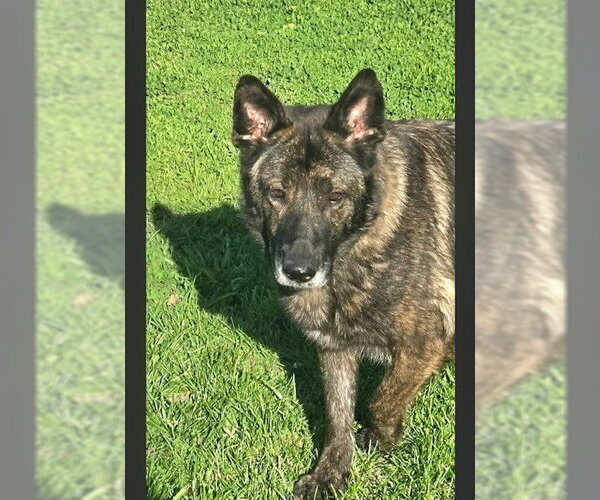 Medium Photo #6 Holland Shepherd Puppy For Sale in Imlay City, MI, USA