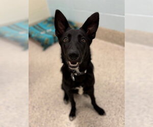 German Shepherd Dog Dogs for adoption in Brighton, CO, USA