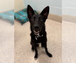 *DUKE SILVER - Male German Shepherd Dog Dog for Adoption - Small photo