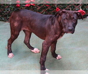 American Pit Bull Terrier Dogs for adoption in Charlotte, NC, USA