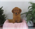 Puppy Haley Golden Retriever