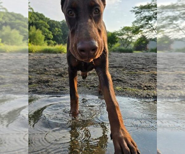 Medium Photo #25 Doberman Pinscher Puppy For Sale in FORT LAUDERDALE, FL, USA