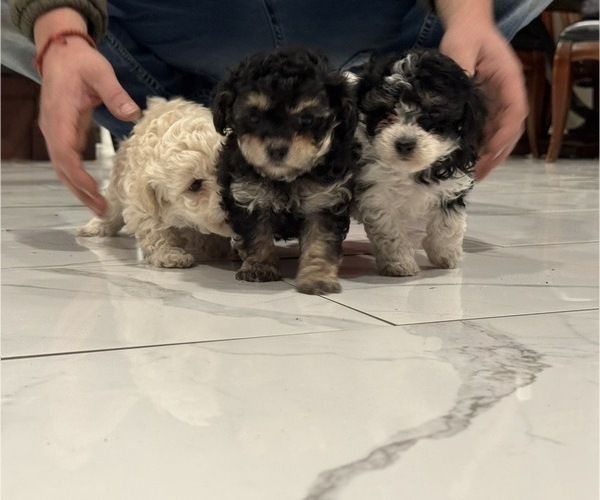 Medium Photo #2 Poodle (Miniature) Puppy For Sale in TOPPENISH, WA, USA