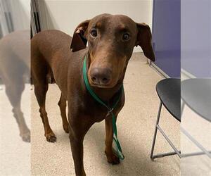 Doberman Pinscher Dogs for adoption in Bakersfield, CA, USA