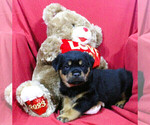 Small Photo #2 Rottweiler Puppy For Sale in HEMINGWAY, SC, USA