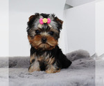 Small #3 Yorkshire Terrier