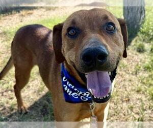Boweimar Dogs for adoption in Pueblo, CO, USA