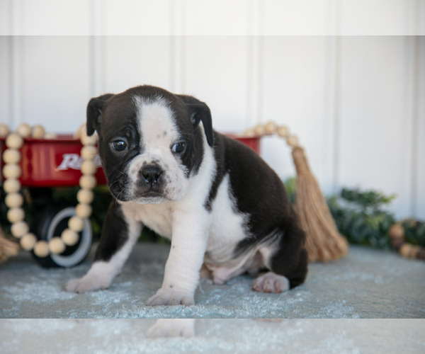 Medium Photo #4 Victorian Bulldog Puppy For Sale in MILLERSBURG, IN, USA