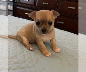 Chihuahua Puppy for sale in COLUMBIA, SC, USA