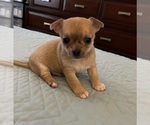 Image preview for Ad Listing. Nickname: Ollie